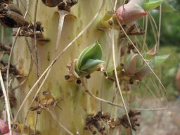 agave-attenuata-07-2014-3