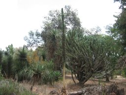 agave-attenuata-07-2014