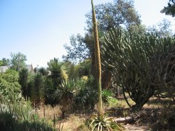 agave-attenuata-10-05-2014