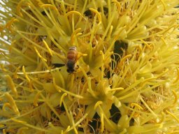 agave-attenuata-13-04-2014