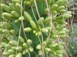 agave-attenuata-march-15-2014