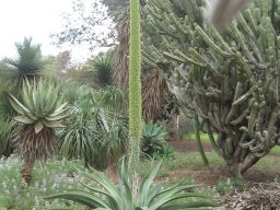 agave-attenuata1-march-15-2014