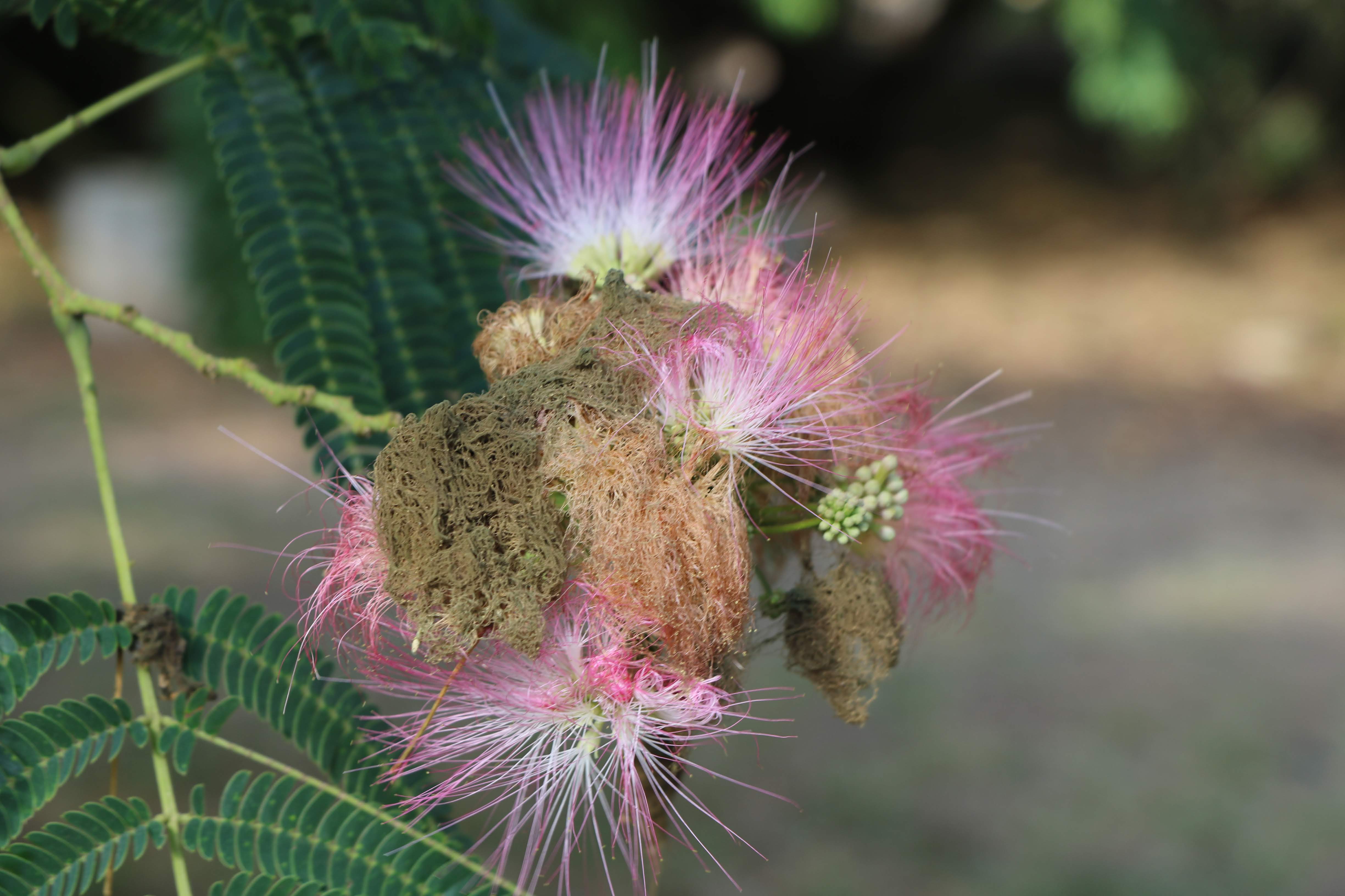Albizia