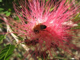 albizia-julibrissin-red-silk-10-05-2014