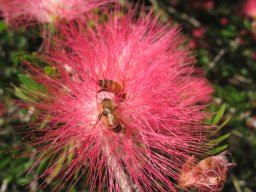 albizia-julibrissin-red-silk-10-05-2014a