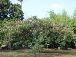 albizia_julibrissin_2018