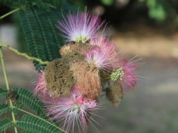 albizia_julibrissin_2018a