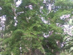 hava &raquo; Lebbek
