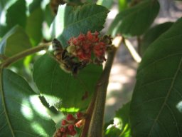 alectryon-tomentosum-02-14a