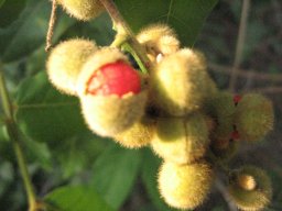alectryon-tomentosum-oct2013-a