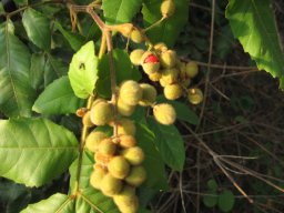 alectryon-tomentosum-oct2013