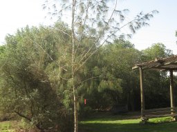 hava &raquo; Allocasuarina