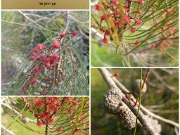 allocasuarina-inophloia