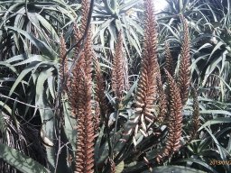 hava &raquo; Aloe