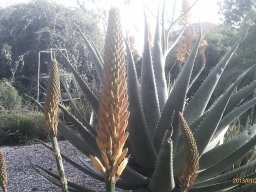 Aloe-01-2013-2