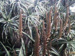Aloe-01-2013-4
