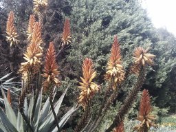 Aloe-01-2013-6