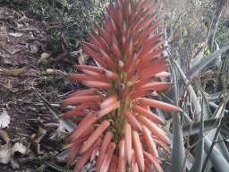 Aloe-01-2013-8