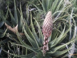 Aloe-01-2013-9