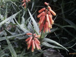 Aloe-01-2013