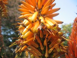 aloe-01-2014