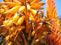 aloe-01-2014a