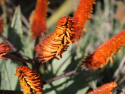 aloe-12-2017-3---