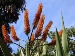 aloe-12-2017