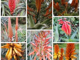 aloe-2015