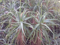 aloe-arborescens1