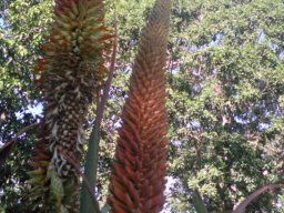 aloe-marlothi--1--11