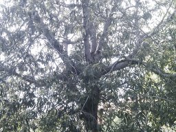 Alphitonia-exelsa--12-2012