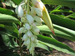 hava &raquo; Alpinia