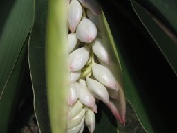 alpinia-speciosa-07-06-14