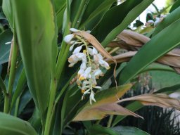 alpinia-speciosa-30-06-2018