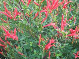 hava &raquo; Anisacanthus