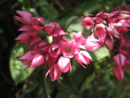 antigonon-leptopus-07-2014