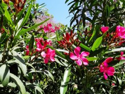 hava &raquo; Apocynaceae