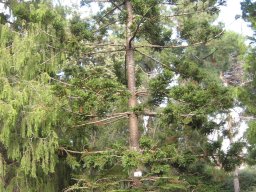 hava &raquo; Araucaria
