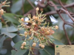 hava &raquo; Arbutus