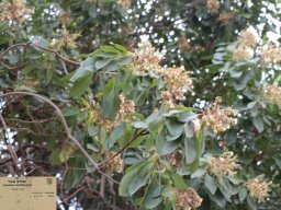 arbutus-andrachne-04-2018