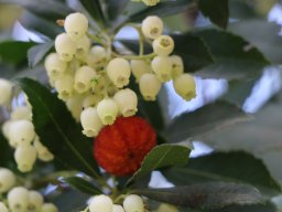 arbutus-unedo-02-2018-2