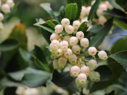 arbutus-unedo-02-2018-3