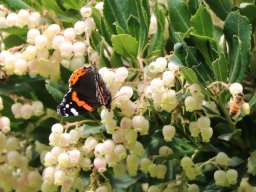 arbutus-unedo-02-2018