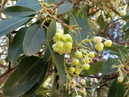 arbutus-unedo