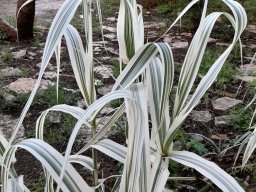hava &raquo; Arundo