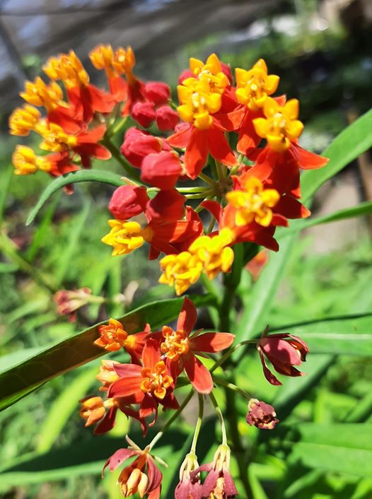 Asclepias