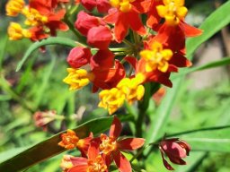 hava &raquo; Asclepias