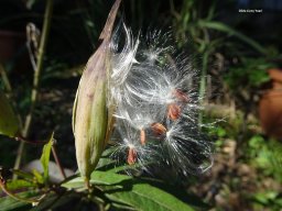 Asclepias_curassavica