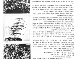 hava &raquo; Asparagus